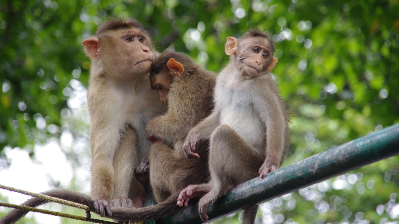 Monkeys on Elephanta, Mumbai (Maharashtra)