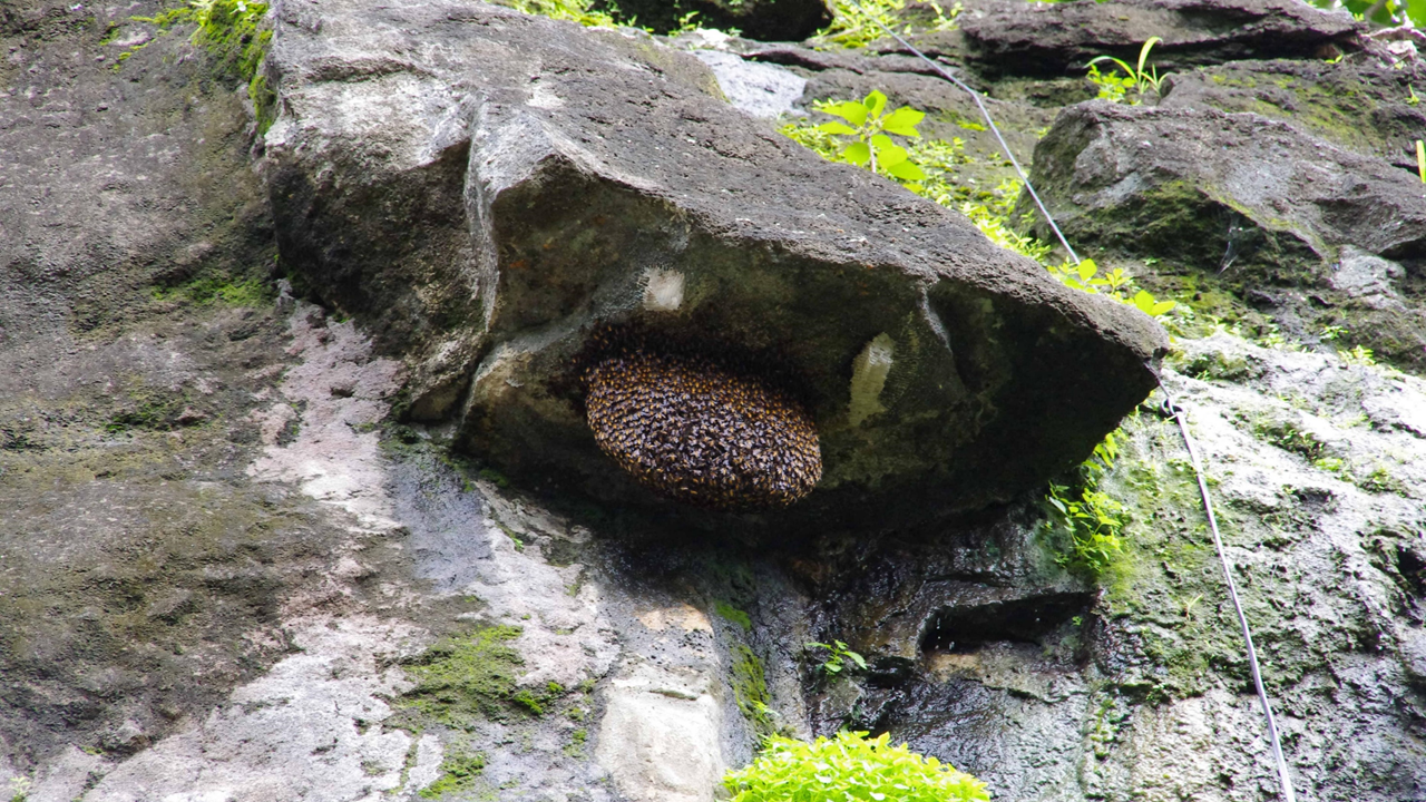 Wild beehive at Ajanta Cave temples (Maharashtra