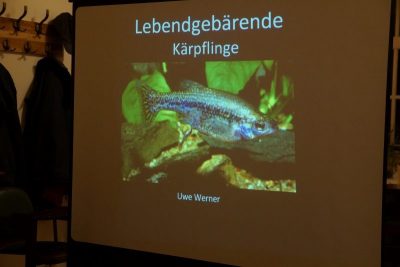 Lebendgebärende_02